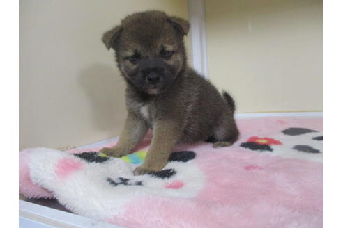 成約済の岡山県の柴犬-98936の9枚目