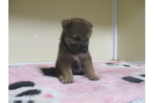 成約済の岡山県の柴犬-98936の8枚目