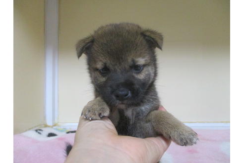 成約済の岡山県の柴犬-98936の7枚目