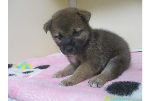 成約済の岡山県の柴犬-98936の6枚目