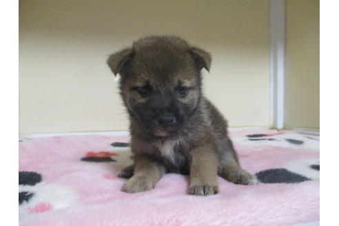 成約済の岡山県の柴犬-98936の5枚目