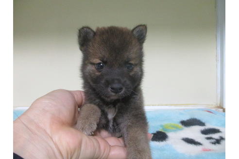 成約済の岡山県の柴犬-100821の1枚目