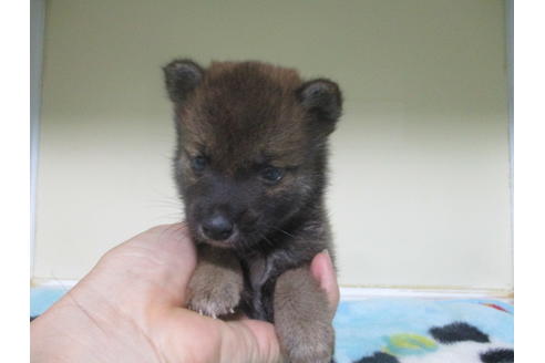 成約済の岡山県の柴犬-100821の5枚目