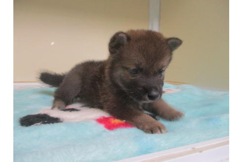 成約済の岡山県の柴犬-100821の4枚目