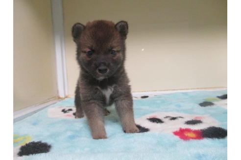 成約済の岡山県の柴犬-100821の3枚目