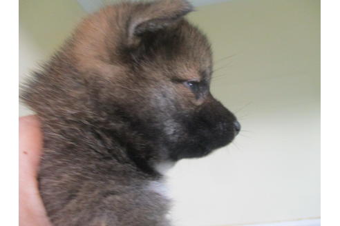 成約済の岡山県の柴犬-100821の2枚目