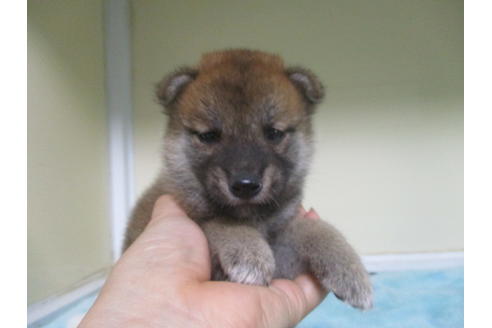 成約済の岡山県の柴犬-100822の1枚目