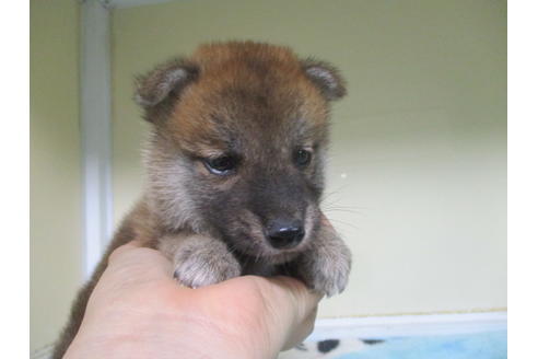 成約済の岡山県の柴犬-100822の5枚目