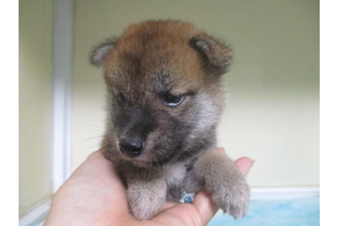 成約済の岡山県の柴犬-100822の4枚目