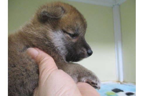 成約済の岡山県の柴犬-100822の3枚目