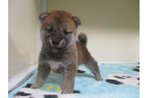 成約済の岡山県の柴犬-100822の2枚目