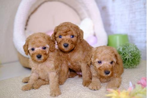 成約済の滋賀県のトイプードル-100773の2枚目