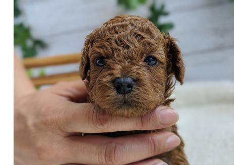 成約済の静岡県のトイプードル-100828