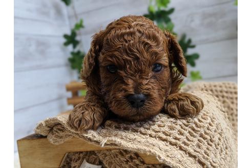 成約済の静岡県のトイプードル-100828の4枚目