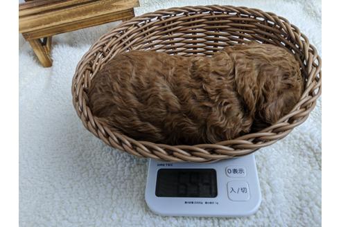 成約済の静岡県のトイプードル-100828の2枚目