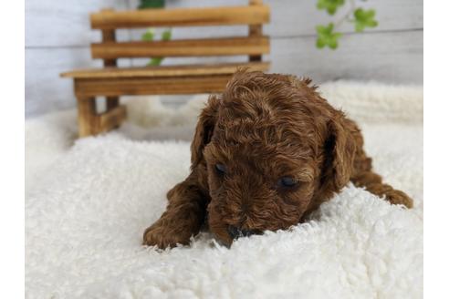 成約済の静岡県のトイプードル-100829の6枚目