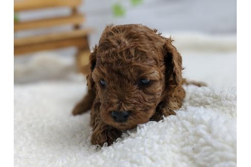 成約済の静岡県のトイプードル-100829の4枚目