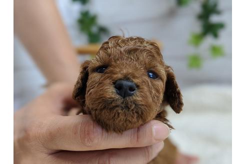 成約済の静岡県のトイプードル-100829の5枚目