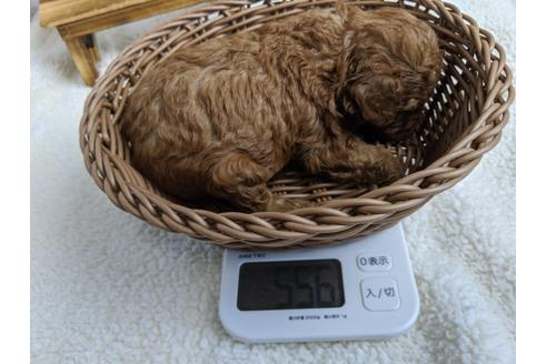 成約済の静岡県のトイプードル-100829の3枚目