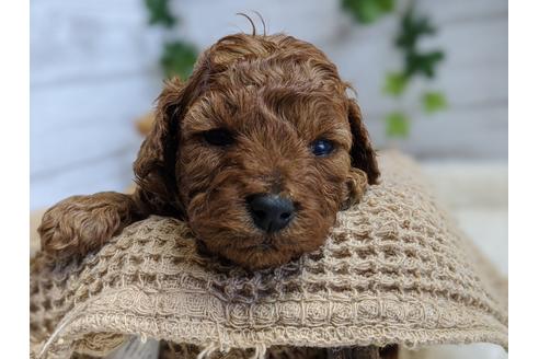 成約済の静岡県のトイプードル-100829の2枚目