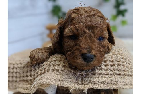 成約済の静岡県のトイプードル-100829