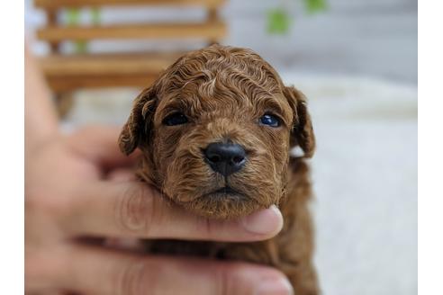 成約済の静岡県のトイプードル-100831の1枚目