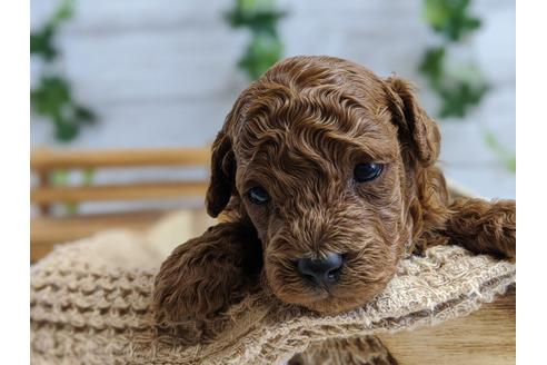成約済の静岡県のトイプードル-100831の2枚目