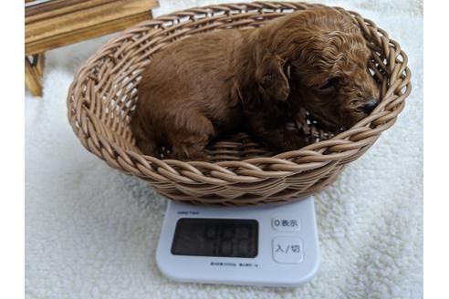 成約済の静岡県のトイプードル-100831の3枚目