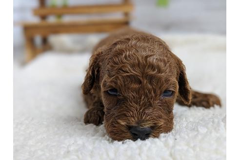 成約済の静岡県のトイプードル-100832の1枚目