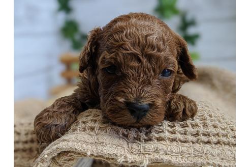 成約済の静岡県のトイプードル-100832の3枚目