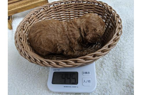 成約済の静岡県のトイプードル-100832の2枚目