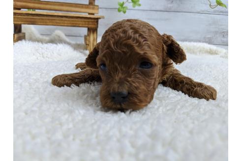 成約済の静岡県のトイプードル-100833の1枚目