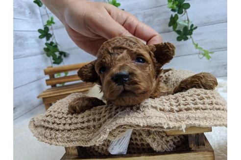 成約済の静岡県のトイプードル-100833の2枚目