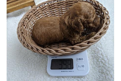 成約済の静岡県のトイプードル-100833の3枚目