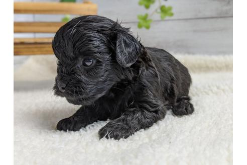 成約済の静岡県のチワプー:チワワ×トイプードル-100834の4枚目