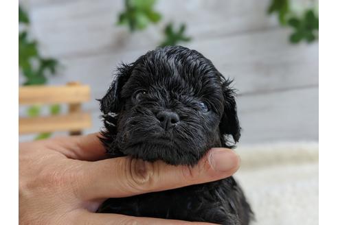 成約済の静岡県のチワプー:チワワ×トイプードル-100834の1枚目