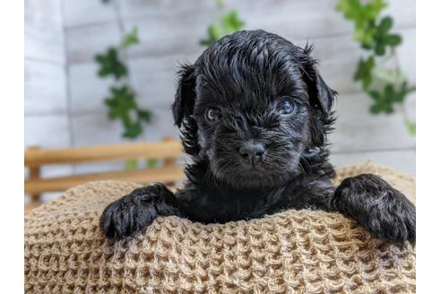 成約済の静岡県のチワプー:チワワ×トイプードル-100834の3枚目