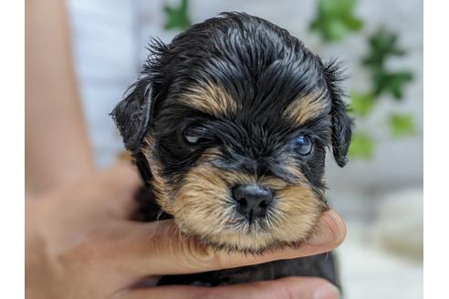 成約済の静岡県のチワプー:チワワ×トイプードル-100835の4枚目