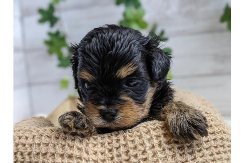 成約済の静岡県のチワプー:チワワ×トイプードル-100835の2枚目