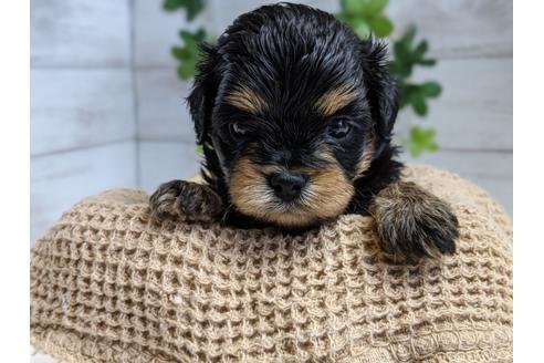 成約済の静岡県のチワプー:チワワ×トイプードル-100835の1枚目