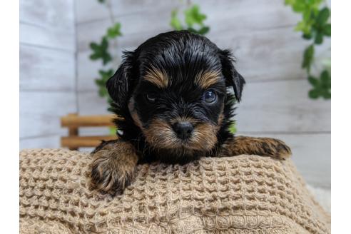 成約済の静岡県のチワプー:チワワ×トイプードル-100837の4枚目