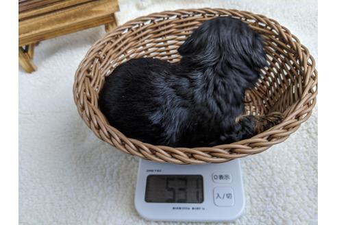 成約済の静岡県のチワプー:チワワ×トイプードル-100837の2枚目