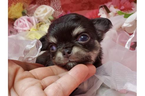 成約済の三重県のチワワ(ロングコート)-99470の4枚目