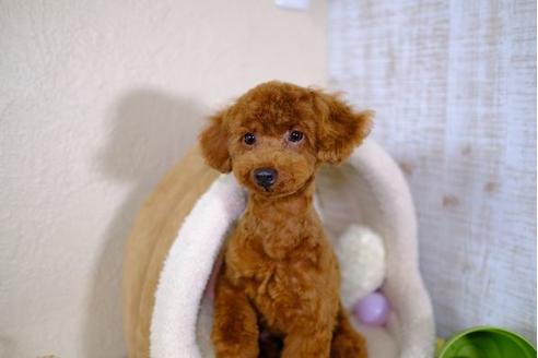 成約済の滋賀県のトイプードル-100865の1枚目