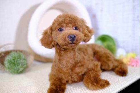 成約済の滋賀県のトイプードル-100865の2枚目