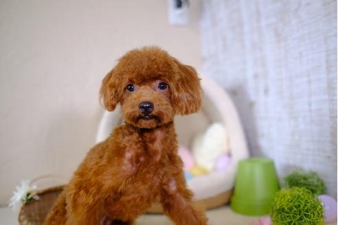 成約済の滋賀県のトイプードル-100866