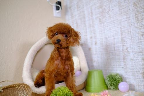 成約済の滋賀県のトイプードル-100866の2枚目