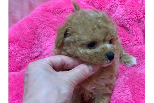 成約済の滋賀県のミックス犬-100349の6枚目