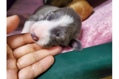 成約済の愛知県のイタリアングレーハウンド(イタグレ)-100945の2枚目