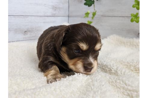 成約済の静岡県のチワックス:チワワ×ミニチュアダックスフンド-100952の5枚目